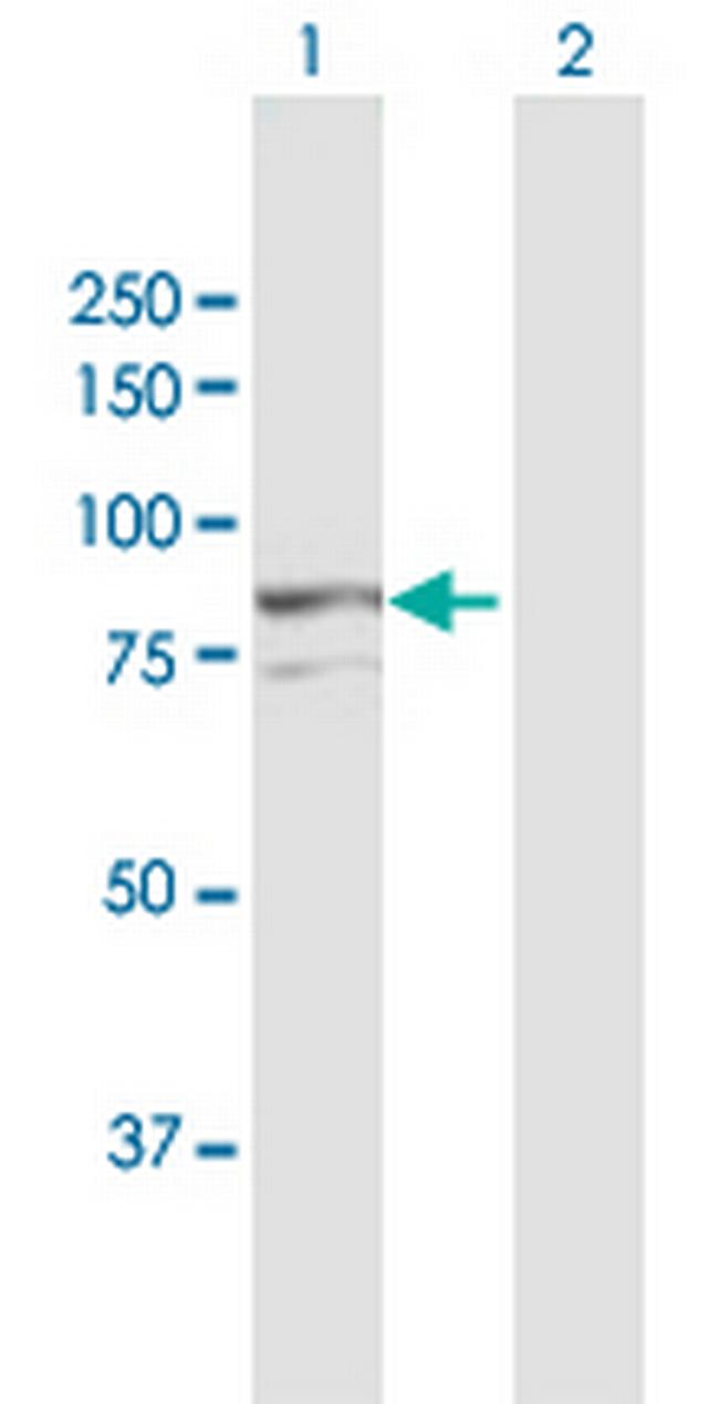 AOC2 Antibody in Western Blot (WB)