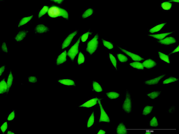 BIRC4 Antibody in Immunocytochemistry (ICC/IF)