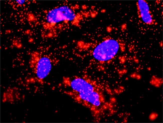 BIRC4 Antibody in Proximity Ligation Assay (PLA) (PLA)