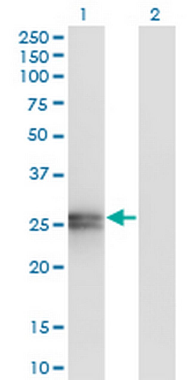 APOA1 Antibody in Western Blot (WB)