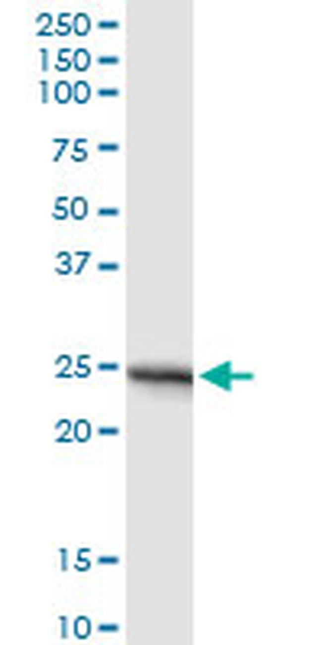 APOA1 Antibody in Western Blot (WB)