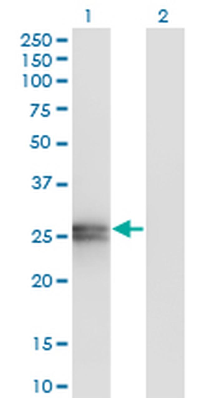 APOA1 Antibody in Western Blot (WB)