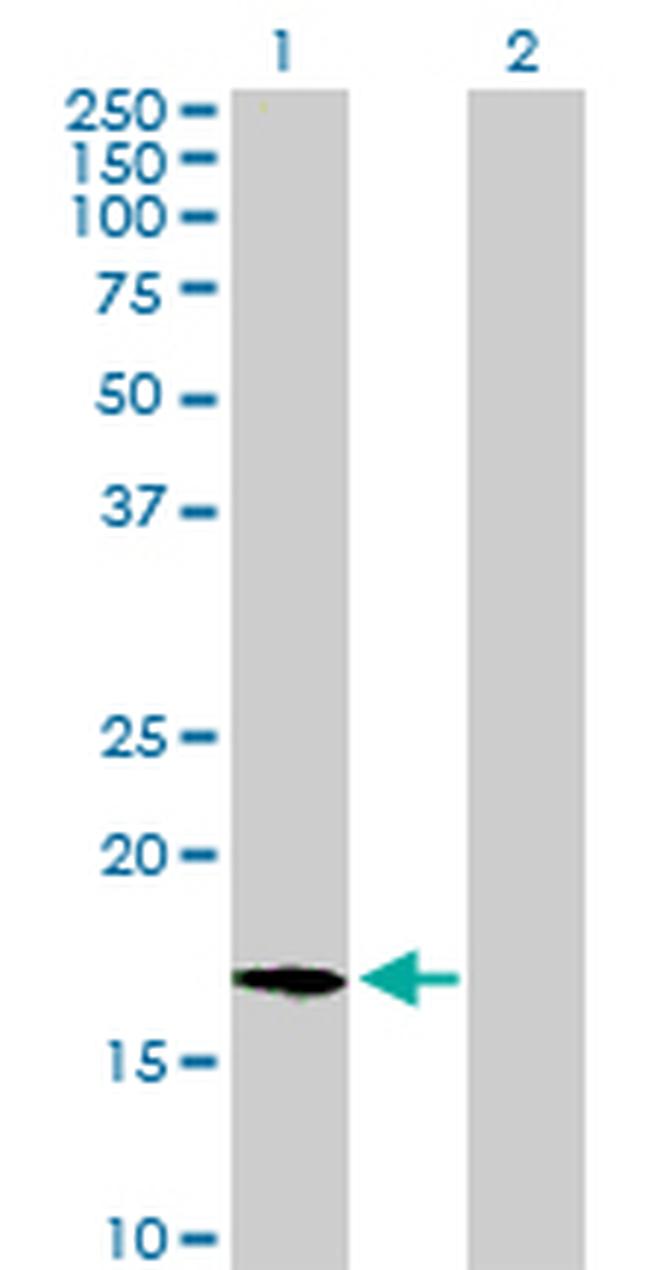 APOA2 Antibody in Western Blot (WB)