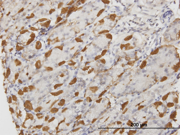 APOA2 Antibody in Immunohistochemistry (Paraffin) (IHC (P))