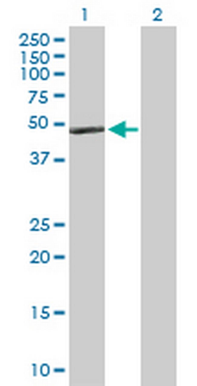 APOA4 Antibody in Western Blot (WB)