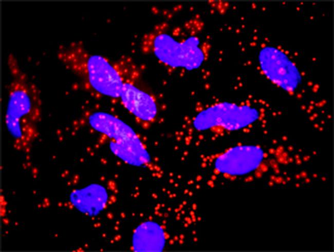 FAS Antibody in Proximity Ligation Assay (PLA) (PLA)