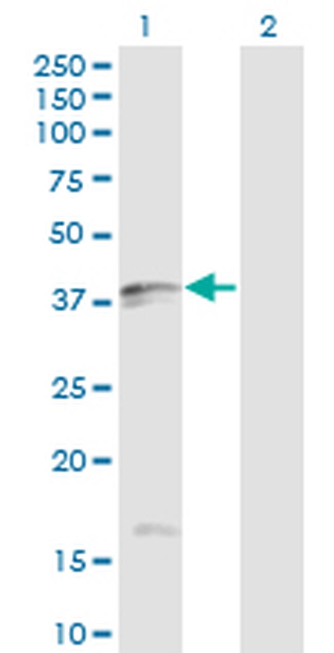 FASLG Antibody in Western Blot (WB)