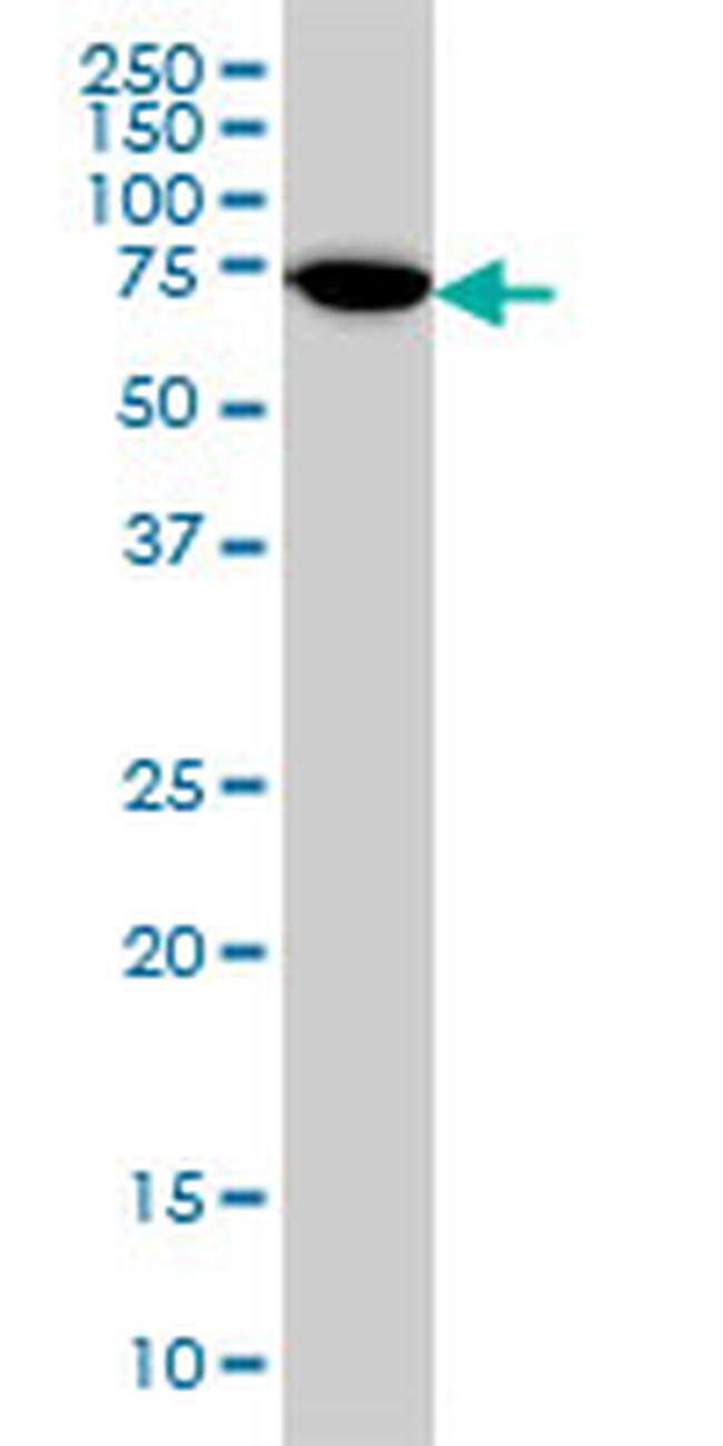 ARAF Antibody in Western Blot (WB)