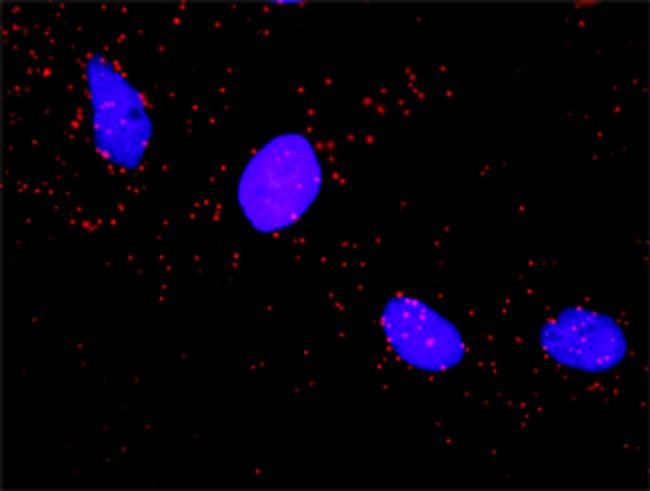 ARAF Antibody in Proximity Ligation Assay (PLA) (PLA)