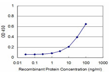 RHOA Antibody in ELISA (ELISA)