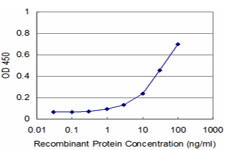 RHOA Antibody in ELISA (ELISA)