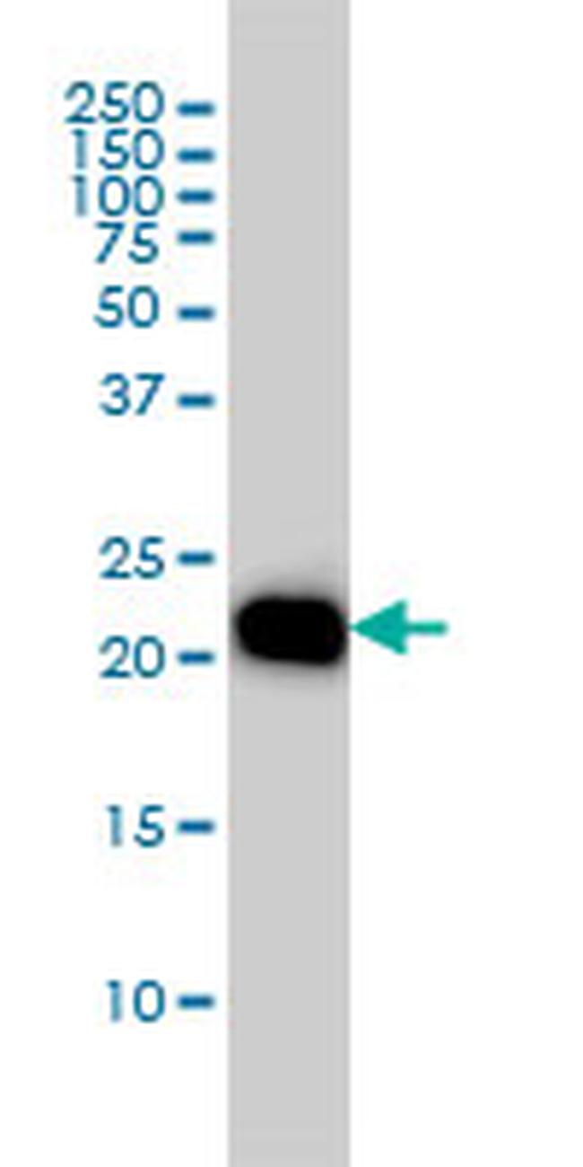 RHOA Antibody in Western Blot (WB)