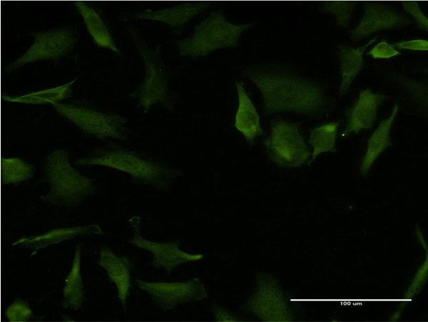 RHOA Antibody in Immunocytochemistry (ICC/IF)