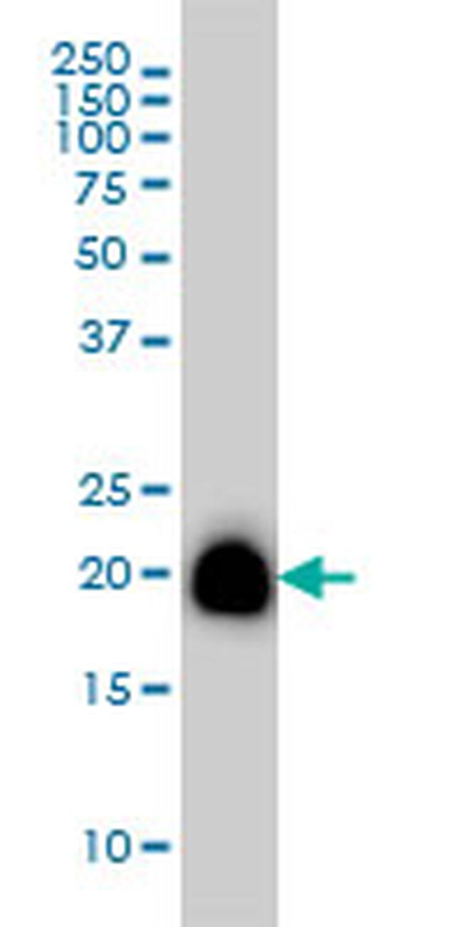 RHOA Antibody in Western Blot (WB)