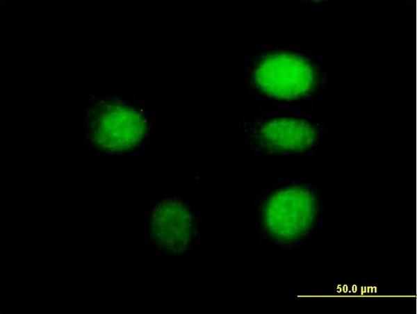 ARNT Antibody in Immunocytochemistry (ICC/IF)