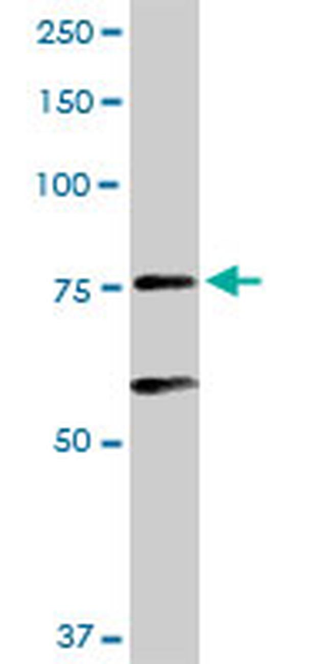 ARNT Antibody in Western Blot (WB)