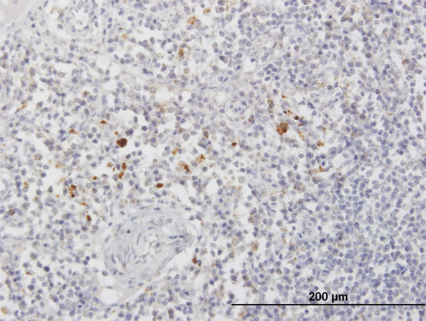 ARSA Antibody in Immunohistochemistry (Paraffin) (IHC (P))