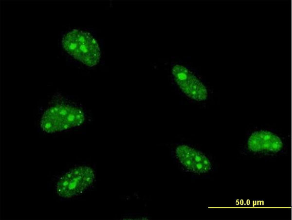 ZFHX3 Antibody in Immunocytochemistry (ICC/IF)