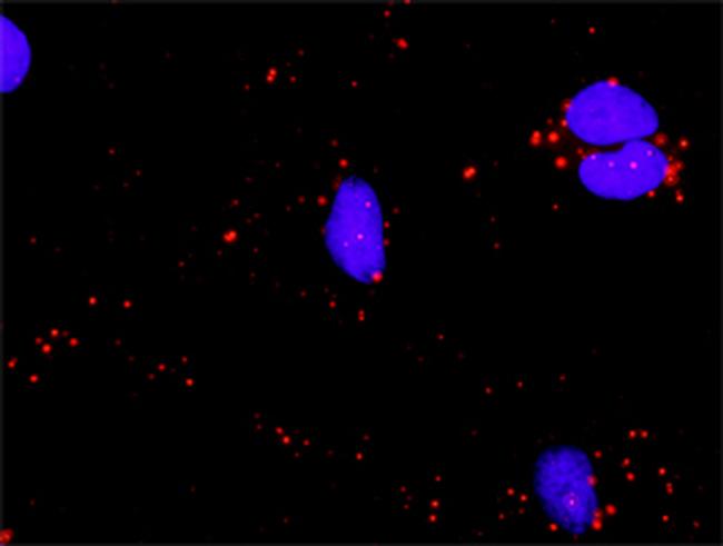 ATF4 Antibody in Proximity Ligation Assay (PLA) (PLA)