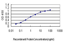 ATF4 Antibody in ELISA (ELISA)