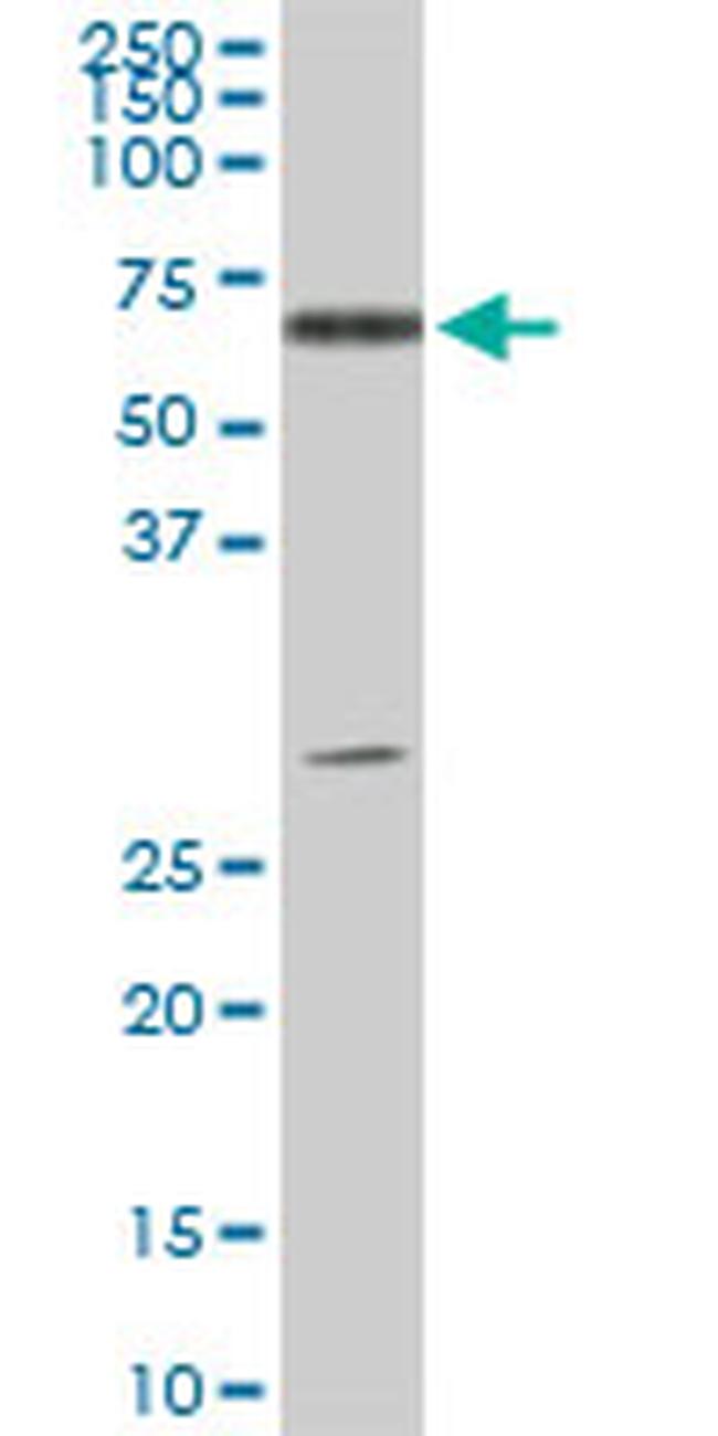 ATP6AP1 Antibody in Western Blot (WB)