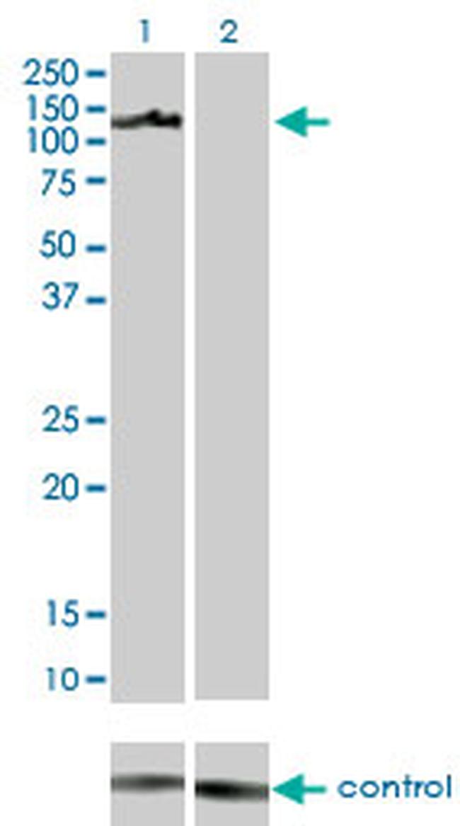 AXL Antibody in Western Blot (WB)