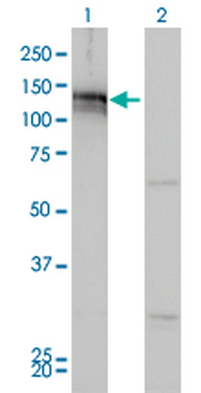 AXL Antibody in Western Blot (WB)