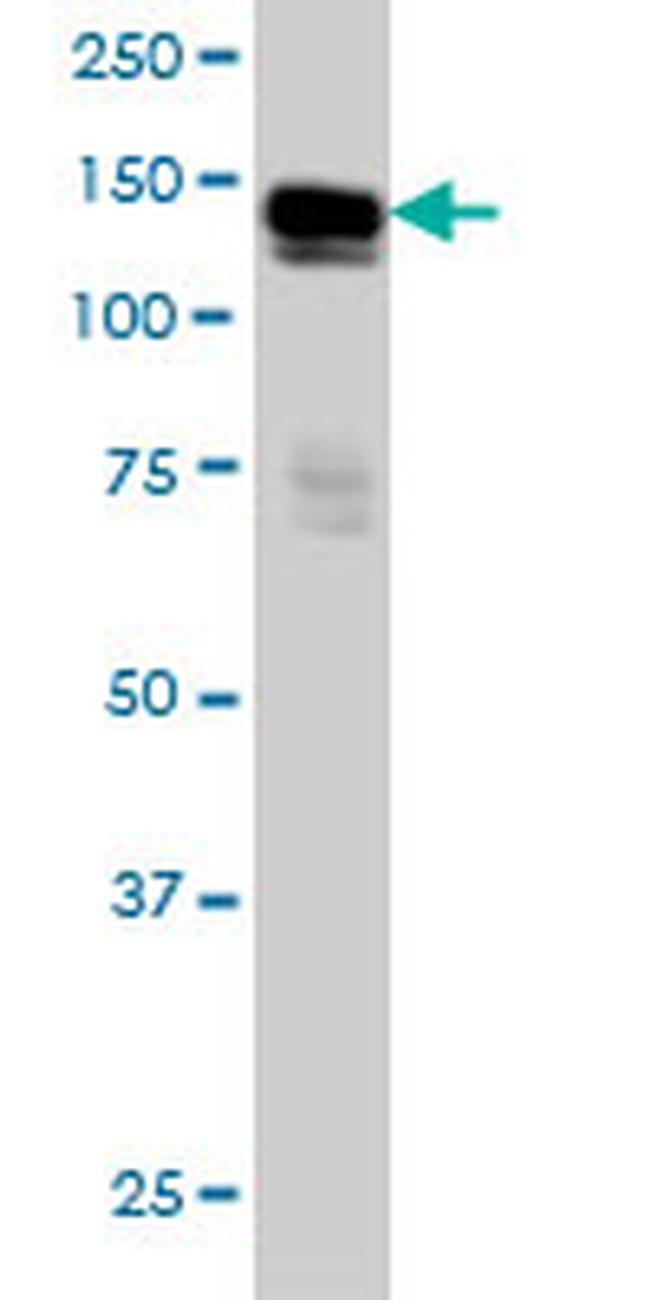 AXL Antibody in Western Blot (WB)