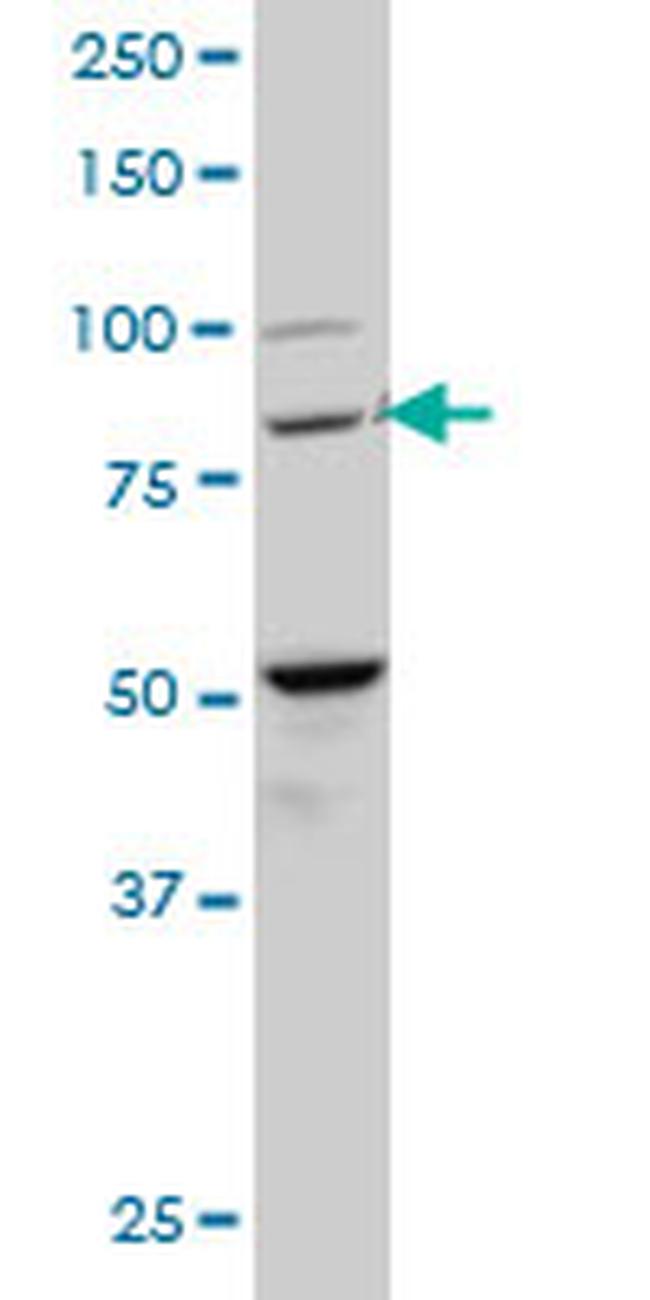 BACH1 Antibody in Western Blot (WB)