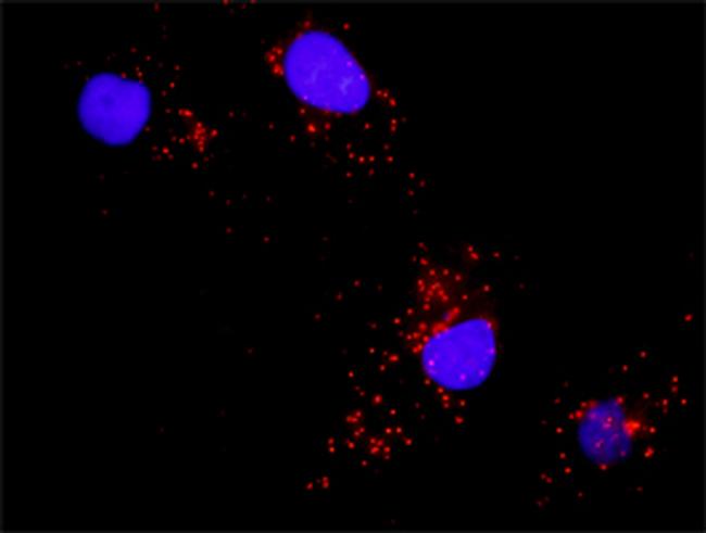 BAD Antibody in Proximity Ligation Assay (PLA) (PLA)