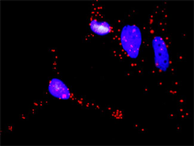 BAD Antibody in Proximity Ligation Assay (PLA) (PLA)