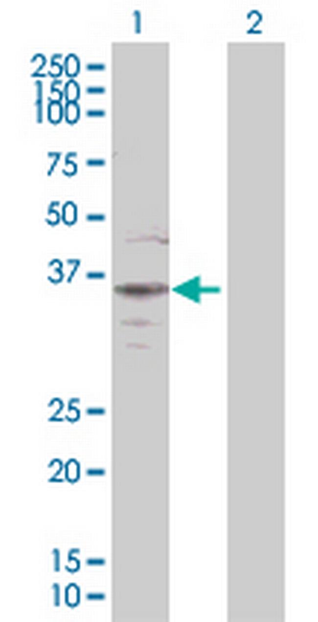 BAG1 Antibody in Western Blot (WB)