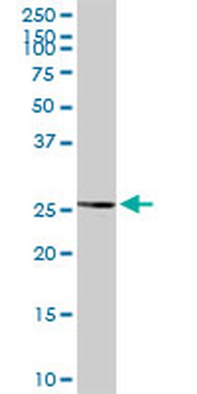 BAG1 Antibody in Western Blot (WB)