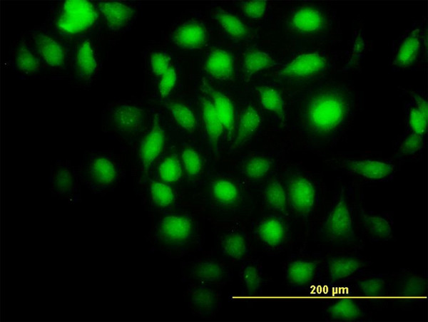 BAG1 Antibody in Immunocytochemistry (ICC/IF)