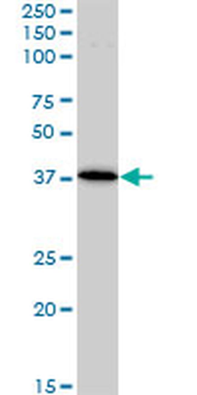 BAG1 Antibody in Western Blot (WB)