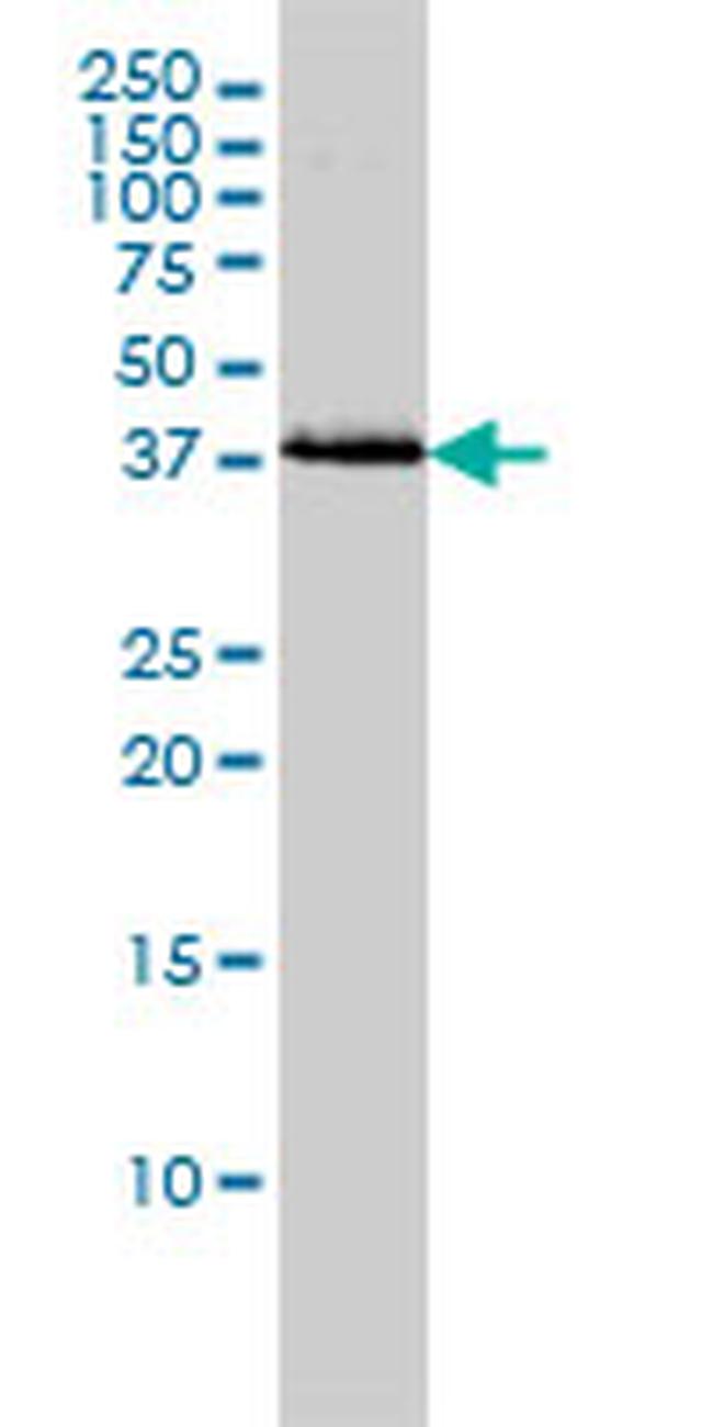 BAG1 Antibody in Western Blot (WB)