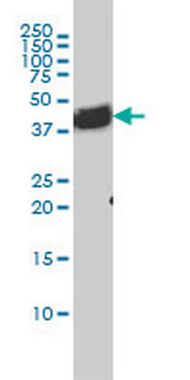 BAG1 Antibody in Western Blot (WB)