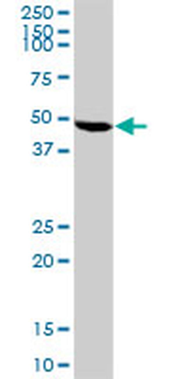 BCS1L Antibody in Western Blot (WB)