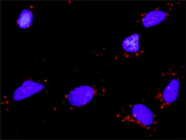 BDNF Antibody in Proximity Ligation Assay (PLA) (PLA)