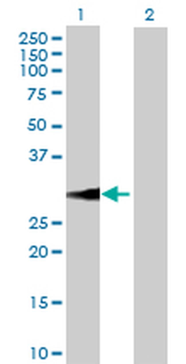 BDNF Antibody in Western Blot (WB)