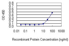 BGN Antibody in ELISA (ELISA)