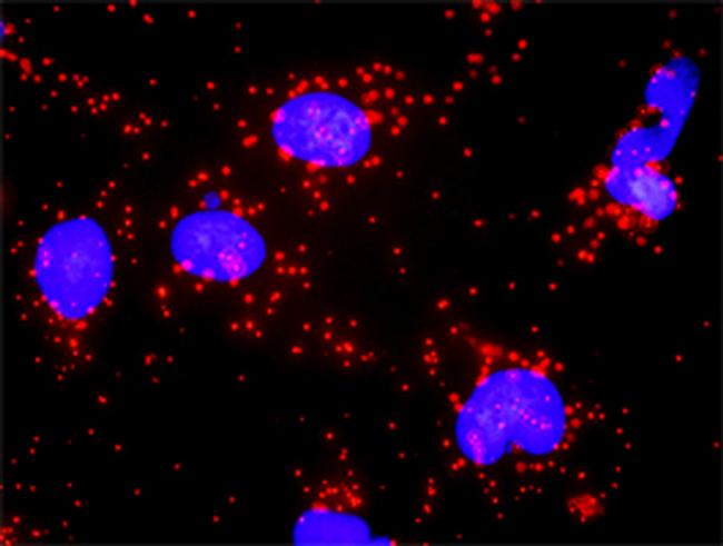 BID Antibody in Proximity Ligation Assay (PLA) (PLA)