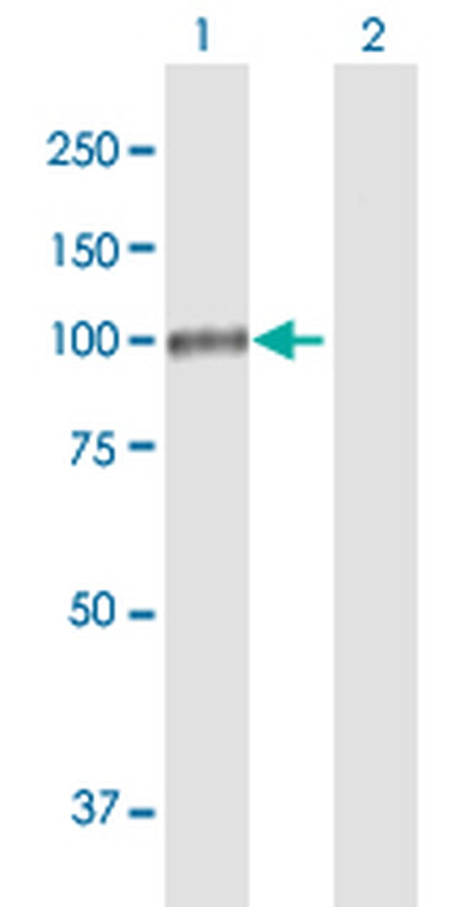 PRDM1 Antibody in Western Blot (WB)