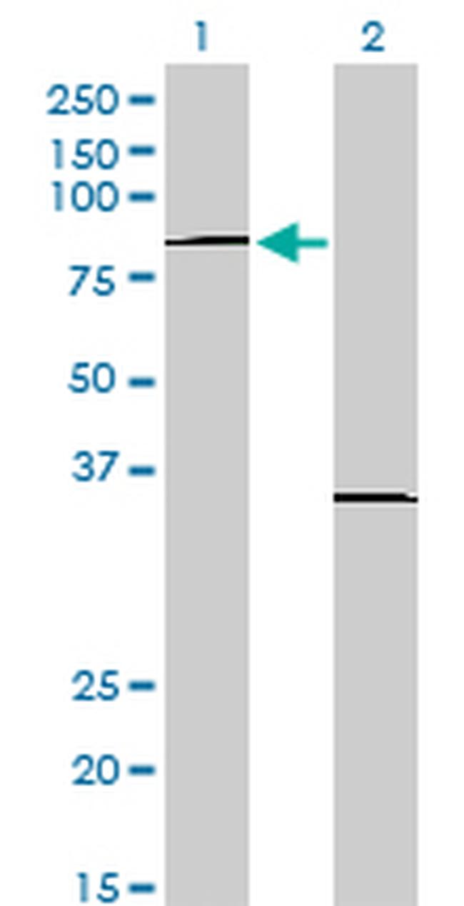 PRDM1 Antibody in Western Blot (WB)