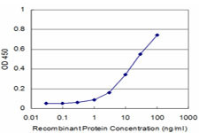 PRDM1 Antibody in ELISA (ELISA)