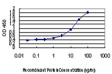 BLVRB Antibody in ELISA (ELISA)