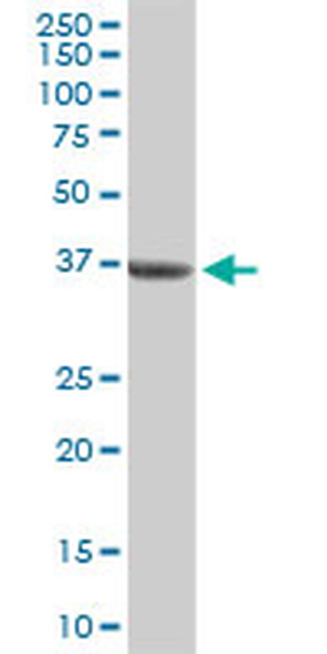 BMP2 Antibody in Western Blot (WB)