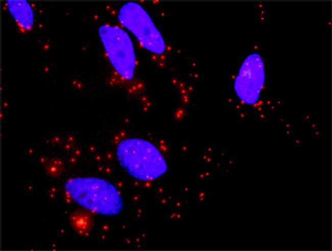 BMP2 Antibody in Proximity Ligation Assay (PLA) (PLA)