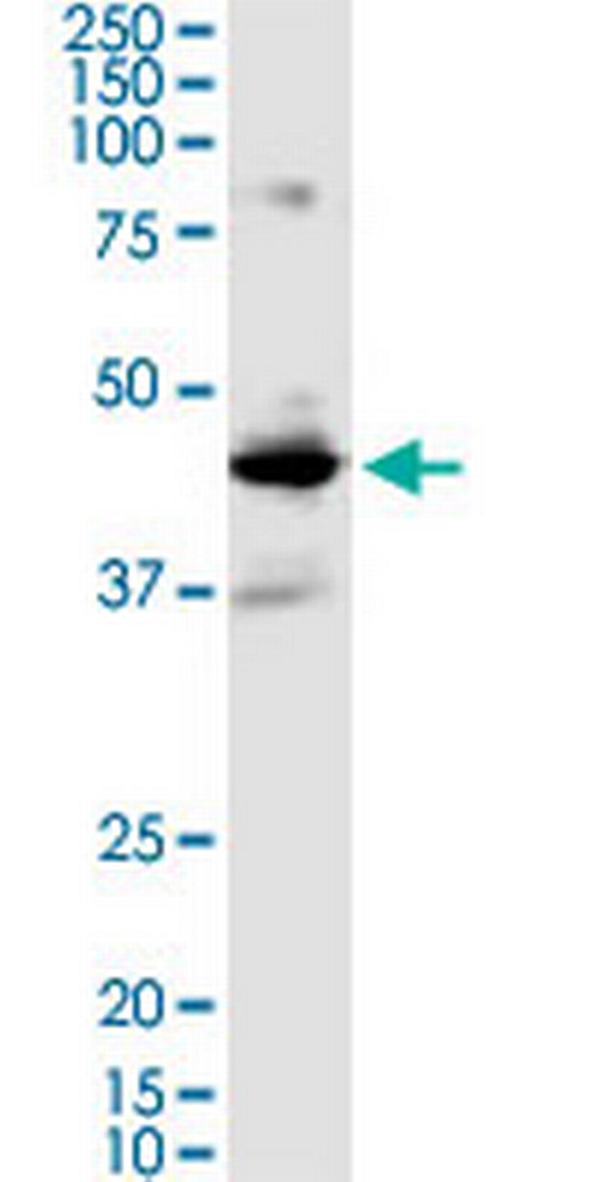 BMP2 Antibody in Western Blot (WB)