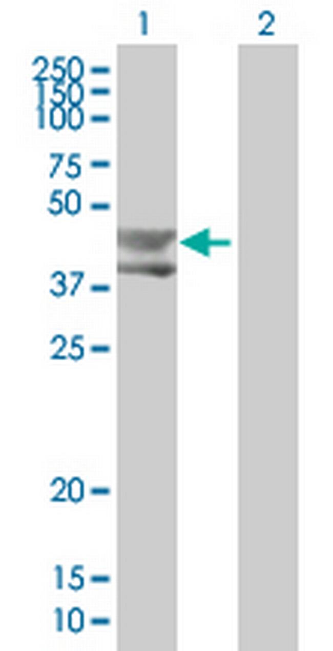 BMP3 Antibody in Western Blot (WB)